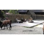 Zdjęcia użytkowników HTC Desire 820