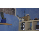 Zdjęcia użytkowników HTC Desire