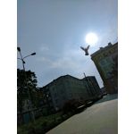 Zdjęcia użytkowników HTC Google Pixel