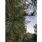 Zdjęcia użytkowników HTC Google Pixel