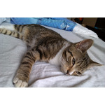 Zdjęcia użytkowników HTC Gratia