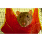 Zdjęcia użytkowników HTC HD2