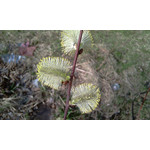 Zdjęcia użytkowników HTC HD2