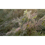 Zdjęcia użytkowników HTC HD2