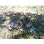 Zdjęcia użytkowników HTC Magic