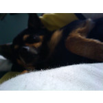 Zdjęcia użytkowników HTC Magic