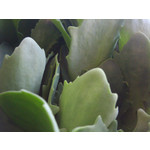 ZDJĘCIA Z TEGO TELEFONU