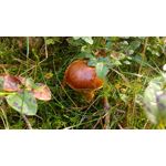 Zdjęcia użytkowników HTC One M8s