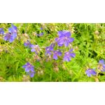 Zdjęcia użytkowników HTC One M8s