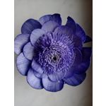 Zdjęcia użytkowników HTC One M9 Prime Camera Edition