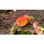 Zdjęcia użytkowników HTC One M9 Prime Camera Edition