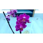 Zdjęcia użytkowników HTC One M9 Prime Camera Edition