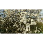 Zdjęcia użytkowników HTC One M9 Zdjęcia użytkowników HTC One M9