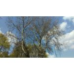 Zdjęcia użytkowników HTC One M9 Zdjęcia użytkowników HTC One M9