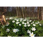 Zdjęcia użytkowników HTC One M9 Zdjęcia użytkowników HTC One M9