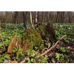 Zdjęcia użytkowników HTC One M9 Zdjęcia użytkowników HTC One M9