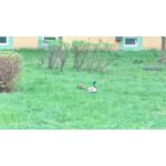 Zdjęcia użytkowników HTC One M9 Zdjęcia użytkowników HTC One M9