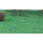 Zdjęcia użytkowników HTC One M9 Zdjęcia użytkowników HTC One M9