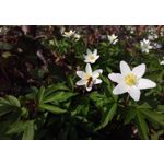 Zdjęcia użytkowników HTC One M9 Zdjęcia użytkowników HTC One M9