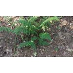 Zdjęcia użytkowników HTC One M9 Zdjęcia użytkowników HTC One M9