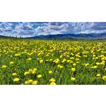 Zdjęcia użytkowników HTC One V Zdjęcia użytkowników HTC One V