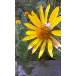 Zdjęcia użytkowników HTC One V Zdjęcia użytkowników HTC One V