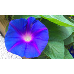 Zdjęcia użytkowników HTC One V Zdjęcia użytkowników HTC One V