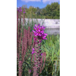 Zdjęcia użytkowników HTC One X