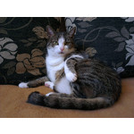 Zdjęcia użytkowników HTC One X