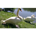 Zdjęcia użytkowników HTC One X