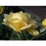 ZDJĘCIA Z TEGO TELEFONU