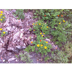 Zdjęcia użytkowników HTC SPV M650