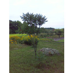 Zdjęcia użytkowników HTC SPV M650