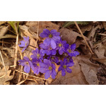 Zdjęcia użytkowników HTC Touch HD