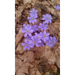 Zdjęcia użytkowników HTC Touch HD