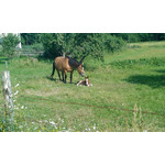 Zdjęcia użytkowników HTC Touch HD