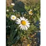 Zdjęcia użytkowników HTC U11 Dual SIM