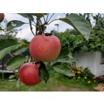 Zdjęcia użytkowników HTC U12+