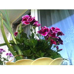 Zdjęcia użytkowników HTC Wildfire Zdjęcia użytkowników HTC Wildfire