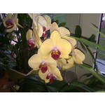 Zdjęcia użytkowników HTC Wildfire Zdjęcia użytkowników HTC Wildfire