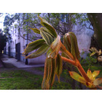 Zdjęcia użytkowników HTC Wildfire Zdjęcia użytkowników HTC Wildfire