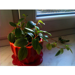 Zdjęcia użytkowników HTC Wildfire Zdjęcia użytkowników HTC Wildfire