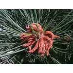 Zdjęcia użytkowników HTC Wildfire Zdjęcia użytkowników HTC Wildfire