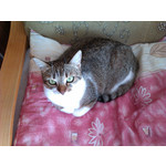 Zdjęcia użytkowników HTC Wildfire Zdjęcia użytkowników HTC Wildfire