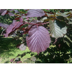 Zdjęcia użytkowników HTC Wildfire Zdjęcia użytkowników HTC Wildfire