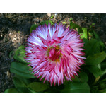 Zdjęcia użytkowników HTC Wildfire Zdjęcia użytkowników HTC Wildfire