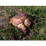 Zdjęcia użytkowników HTC Wildfire Zdjęcia użytkowników HTC Wildfire