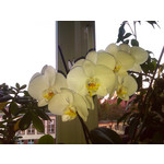 Zdjęcia użytkowników HTC Wildfire Zdjęcia użytkowników HTC Wildfire