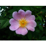 Zdjęcia użytkowników HTC Wildfire Zdjęcia użytkowników HTC Wildfire