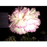 Zdjęcia użytkowników Huawei Ascend G300